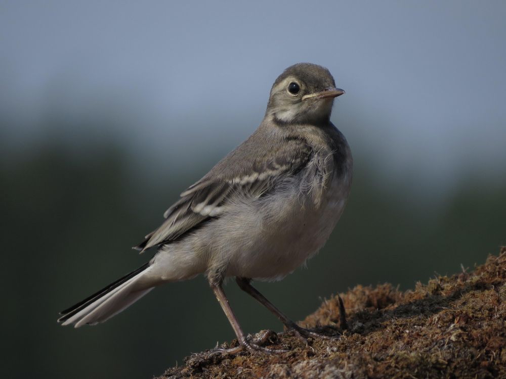 Photo of a beautiful bird in a picturesque place in the evening.