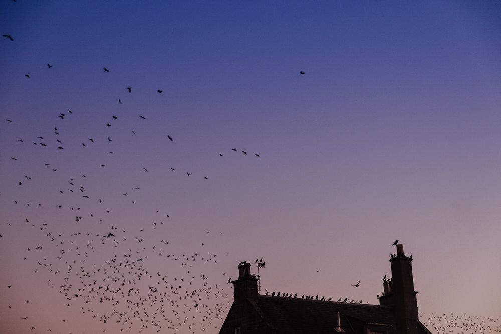 Birds flying around cottage on evening sky