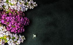 Spring lilac flower concept with space for text