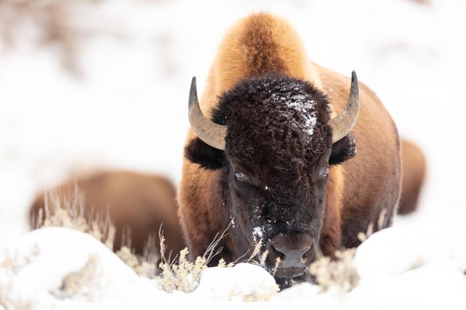 Close up shot of bison standing in the snow at Yellowstone National Park