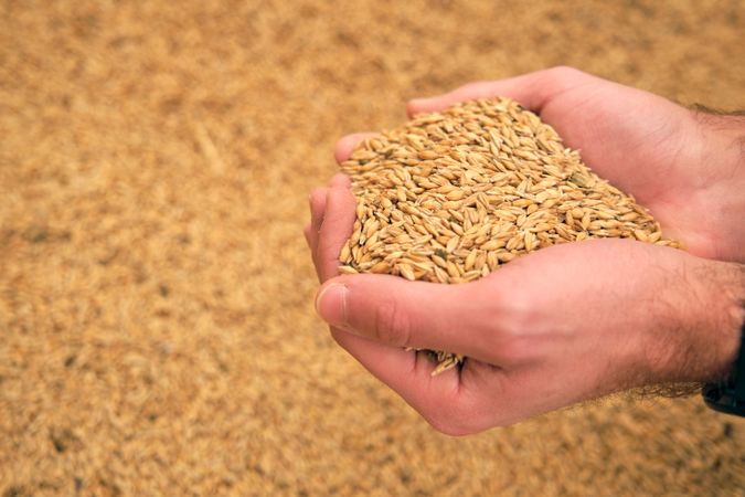 Anonymous man with hands full of barley grains