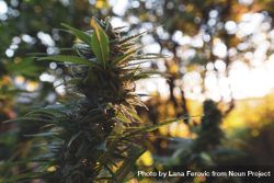 Marijuana plant growing outdoors at sunset 47REk5