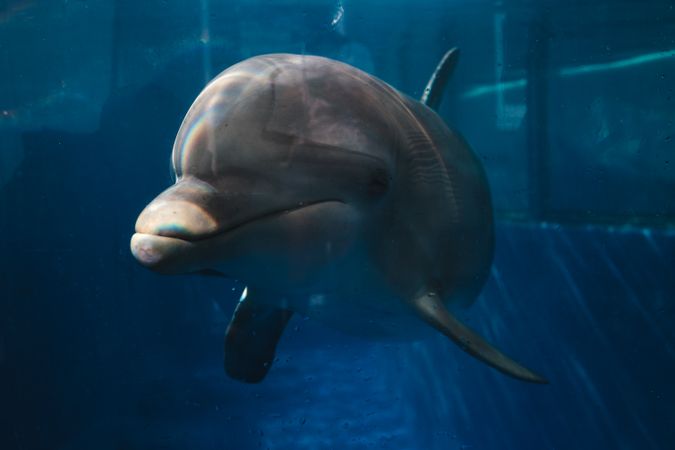 Adorable big aquarium dolphin swimming in blue water