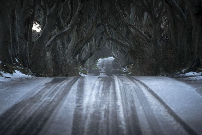 Tunnel of giant beech leafless trees in Ireland