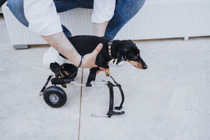 Man fixing wheelchair on dog