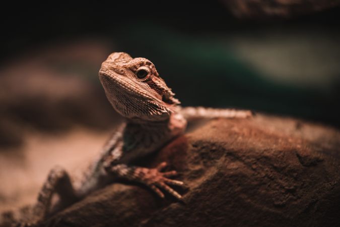 Small lizard on stone in nature