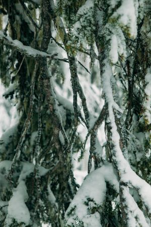Frozen branches of conifer tree