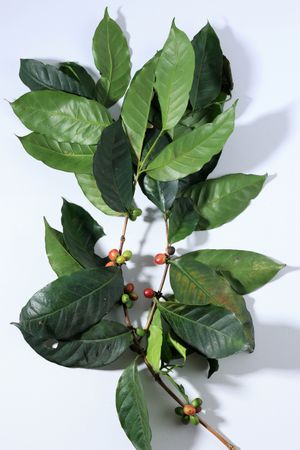 Organic Coffee Beans with Coffee Leaves