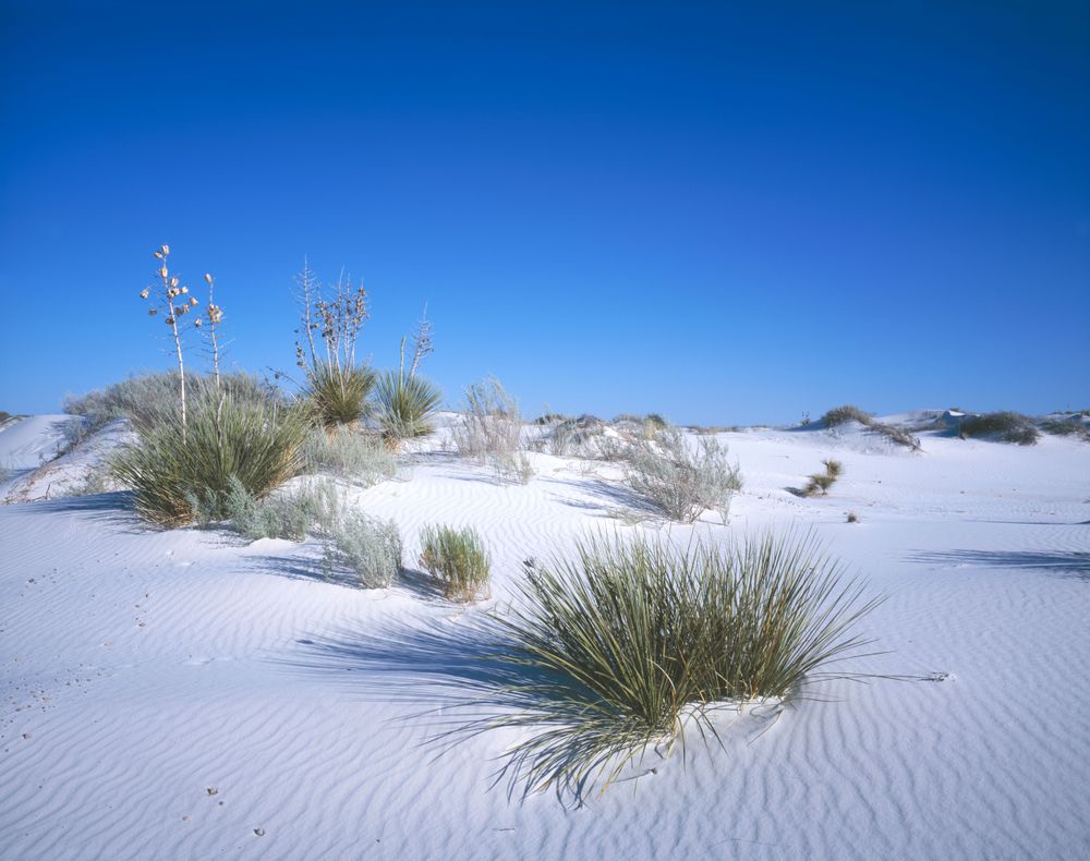 Vegetation in the Sandhills of Nebraska