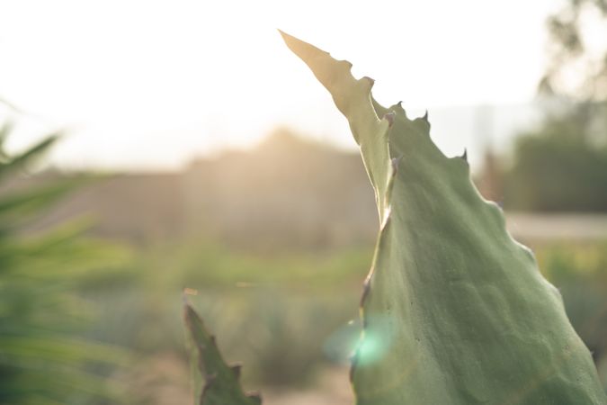 Field of blooming agave