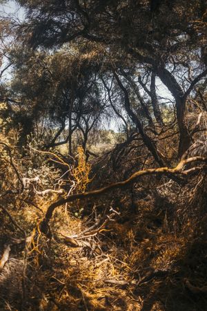Tress at forest of New Zealand