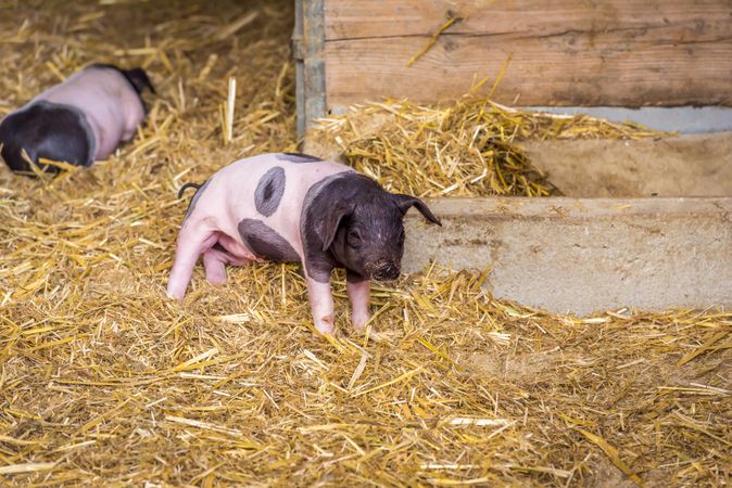 Baby pig in its coop
