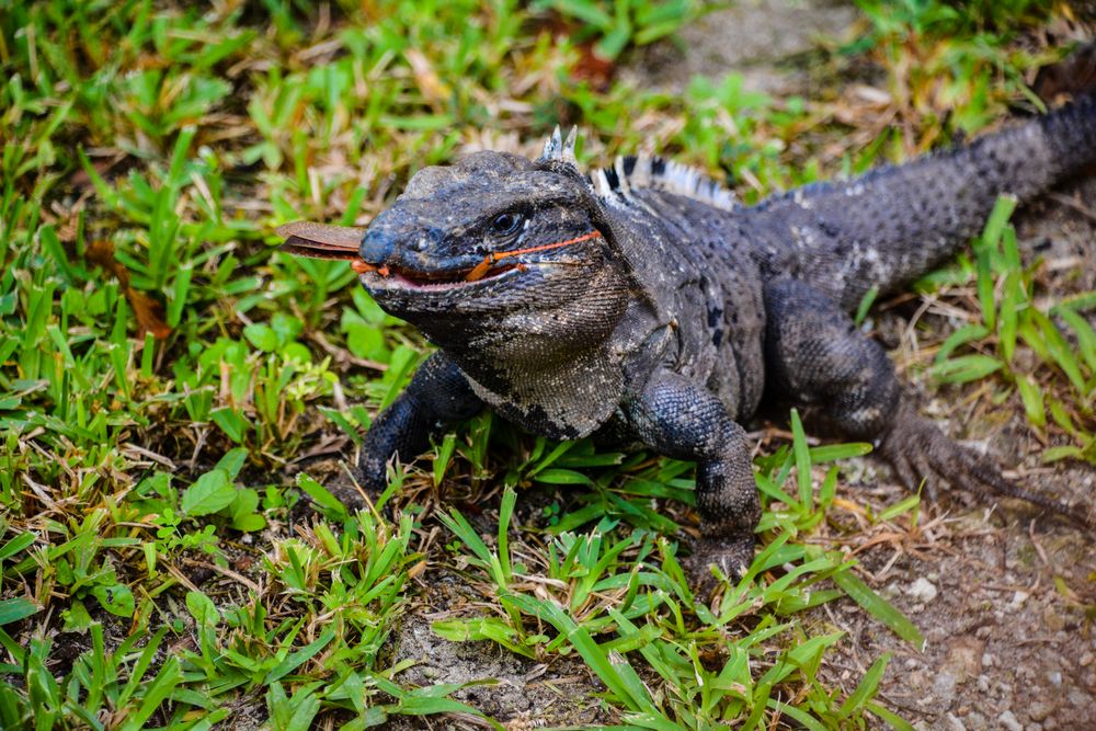 Marine iguana on green grass