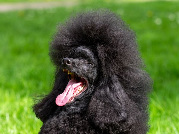 A very beautiful and elegant dark poodle.