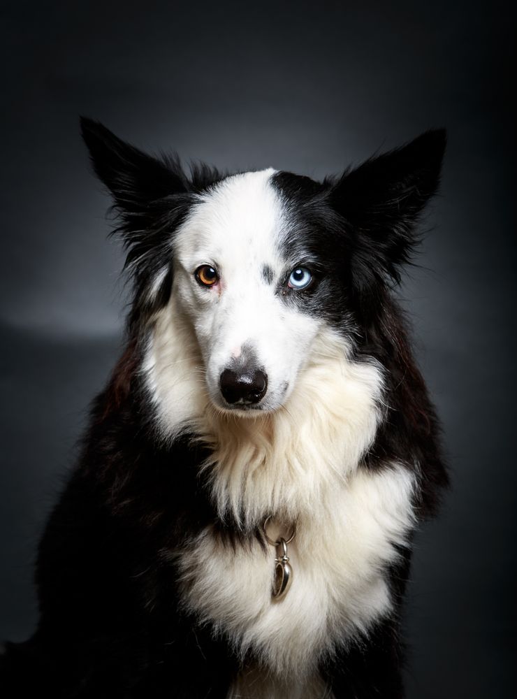 Funny dog with different eyes