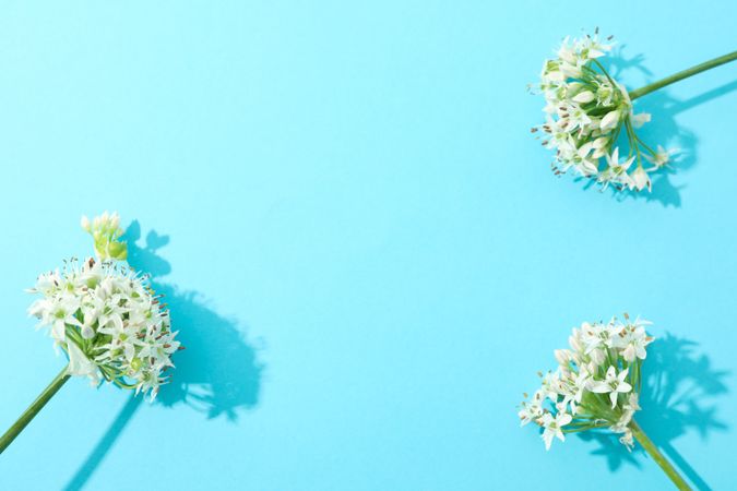 allium flowers on blue background, copy space