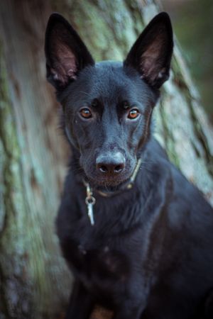 Dark dog outdoor