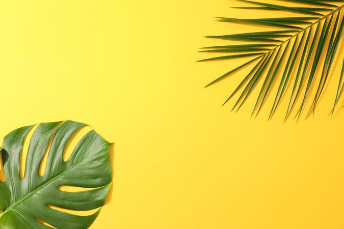 Different palm leaves on yellow background, copy space