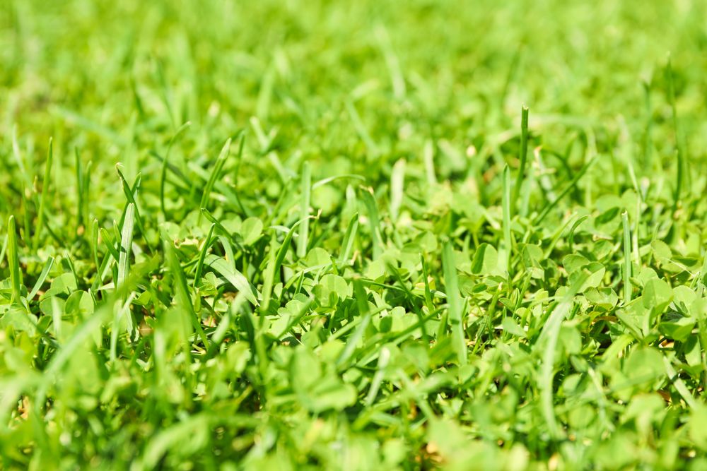 Fresh green grass texture. Natural background, close up
