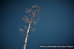 Dry tree branch against blue sky 4AZ16b