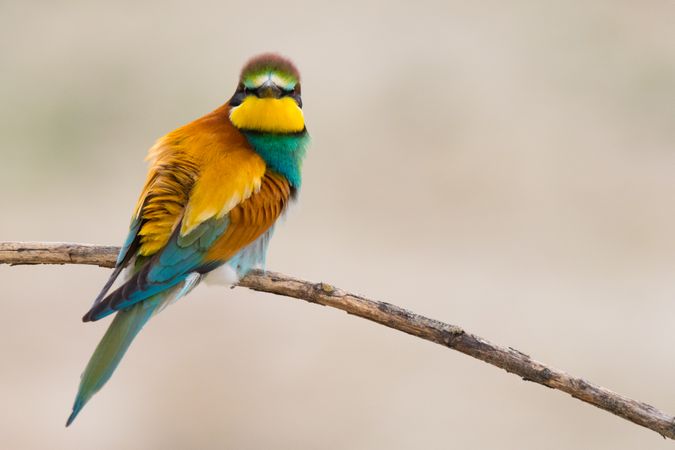 Bird standing on tree branch