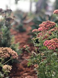 Small pink flowers