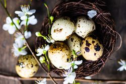Easter holiday card concept with speckled eggs in nest with cherry blossom