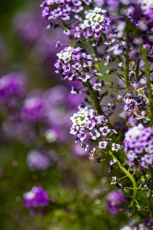 Close up of seasonal flowers