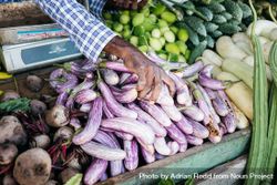 Vendor with fresh vegetables for sale displayed at Sri Lankan market 49DAL5