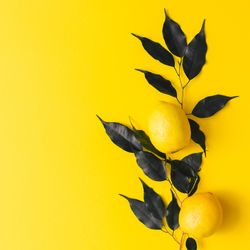 Lemon and dark  leaves on yellow background