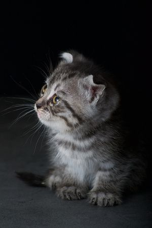 Gray kitten against dark background