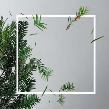 Fir tree branches on gray background with frame