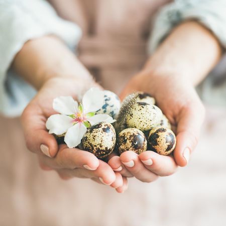 Close up of woman holding handful of quail eggs with almond bloom