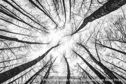 Looking up in a dense forest 5kGy35