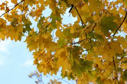 Trees with yellowed leaves against blue sky. Autumn landscape