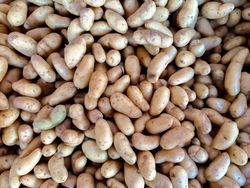 Fingerling potatoes for sale at market
