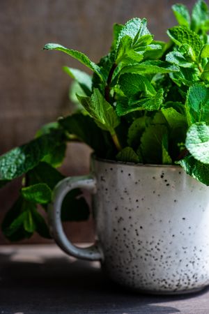 Organic mint leaves growing in ceramic mug on table