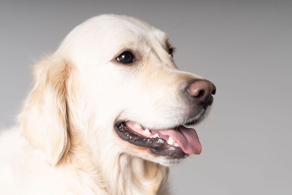 Portrait of golden retriever in studio shoot