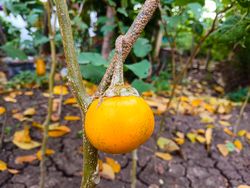 yellow eggplant