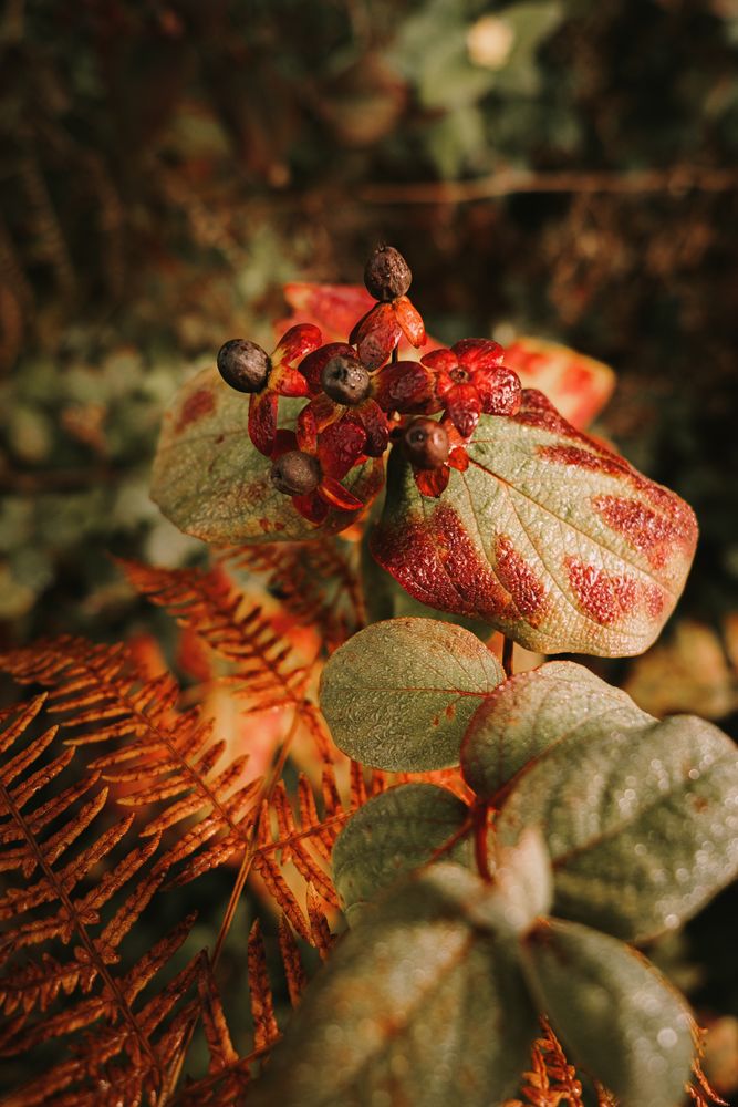 Wild poisonous ripe belladonna berries beside orange fern leaf