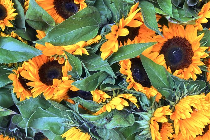 Beautiful flowers in a european garden in different colors