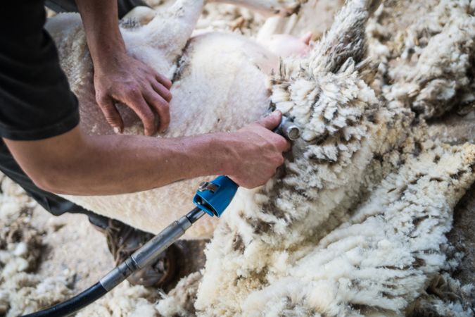 Crop man shearing sheep in barn