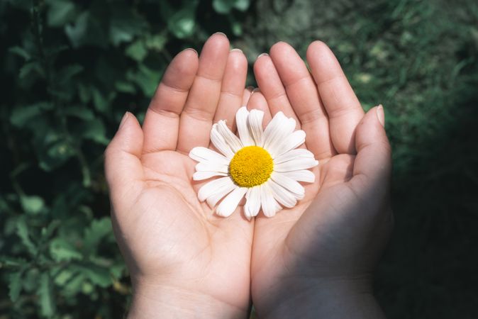 Daisy flower held in hands