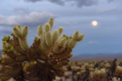 Teddy Bear Cholla and the Moon
