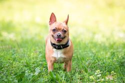 Brown small dog on green grass field during daytime