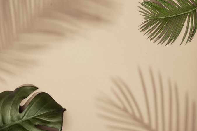 Top view of green tropical leaves and shadows on sand color background