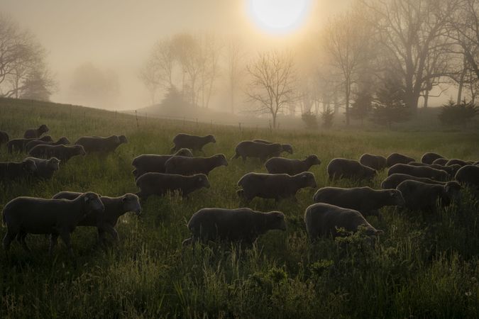 Flock of sheep and ewes walk in a field with fog and the sunrise