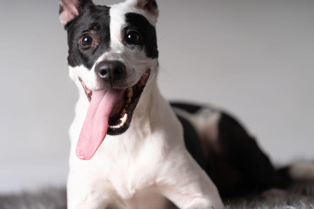 Cute American stafford on rug in studio shoot