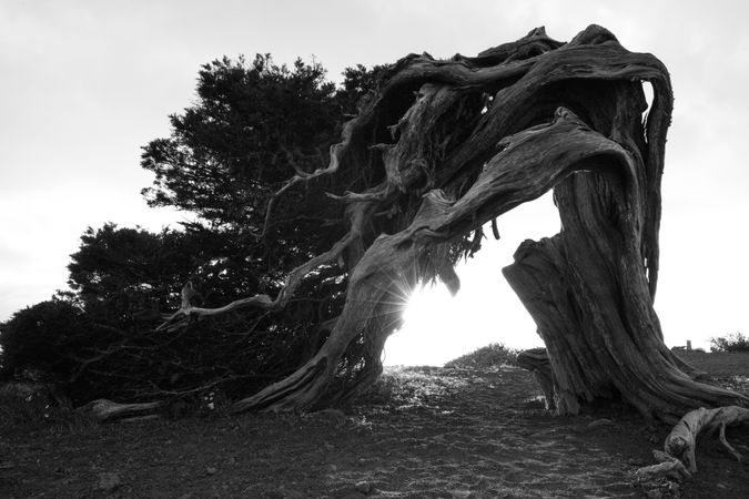 Amazing dry tree trunk in sunlight