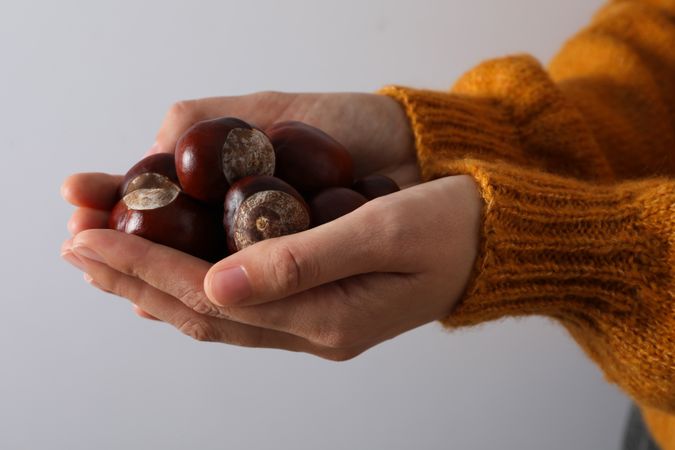 Fresh and ripe chestnuts, woman holds chestnuts